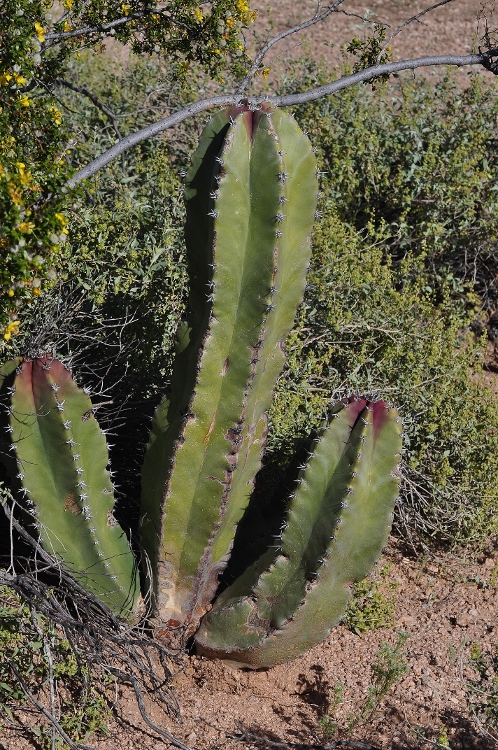 senita cactus